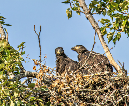 Nature photography print of two bald eaglets in a nest surrounded by tree branches and leaves.