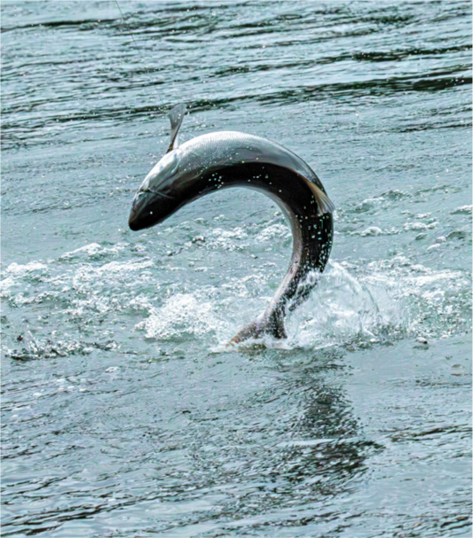 Nature photography print of a sockeye salmon leaping from the Kenai River, Alaska