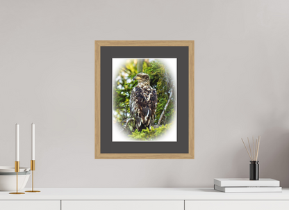 Forest Watch – Young Eagle Among the Pines Nature Photography Print