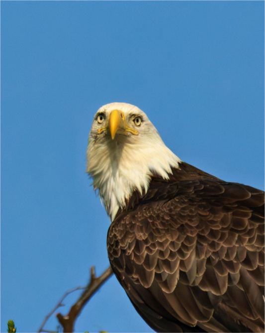 Nature photography print of a bald eagle against a clear blue sky