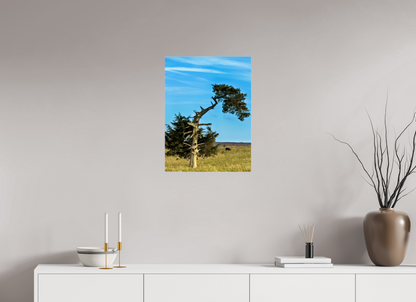 18 x 24″, Photo Print Under Acrylic Glass- ready to hang Still Standing and Reaching for the Sky Nature Photography Print