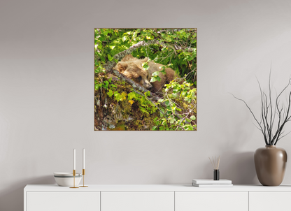 Hide and Peek Nature Photography Print