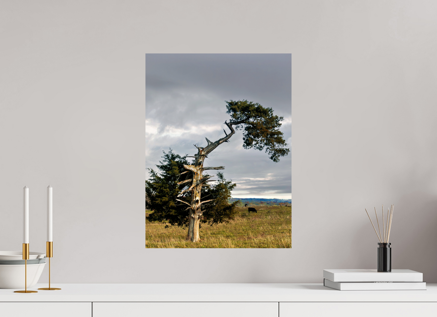 15 x 20″, Photo Print On Fuji Crystal DP II - not framed The Cedar That Weathered It All Nature Photography Print
