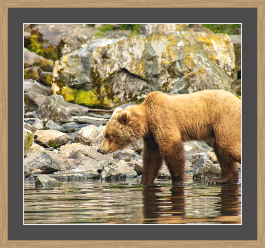 Nature photography print of a brown bear standing in water near rocks with a natural frame