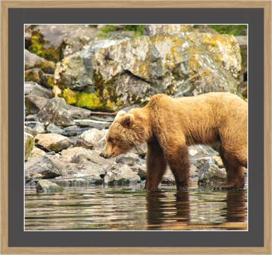 Nature photography print of a brown bear standing in water near rocks with a natural frame