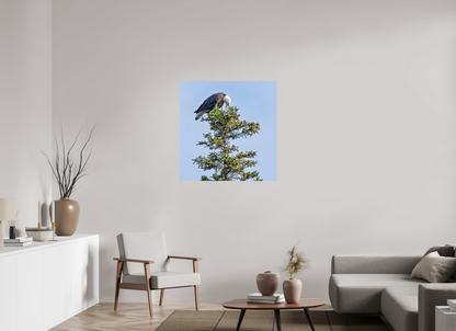 Silent Sentinel – Bald Eagle in Alaska’s Pines Nature Photography Print