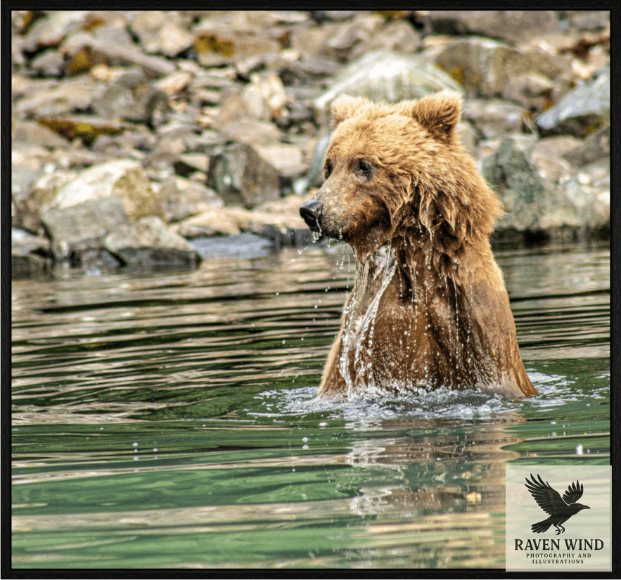 Nature Photography Print of a brown bear in water with rocky background