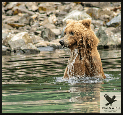 Nature Photography Print of a brown bear in water with rocky background