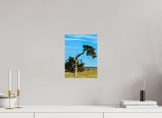 Still Standing – The Cedar That Reached for the Sky