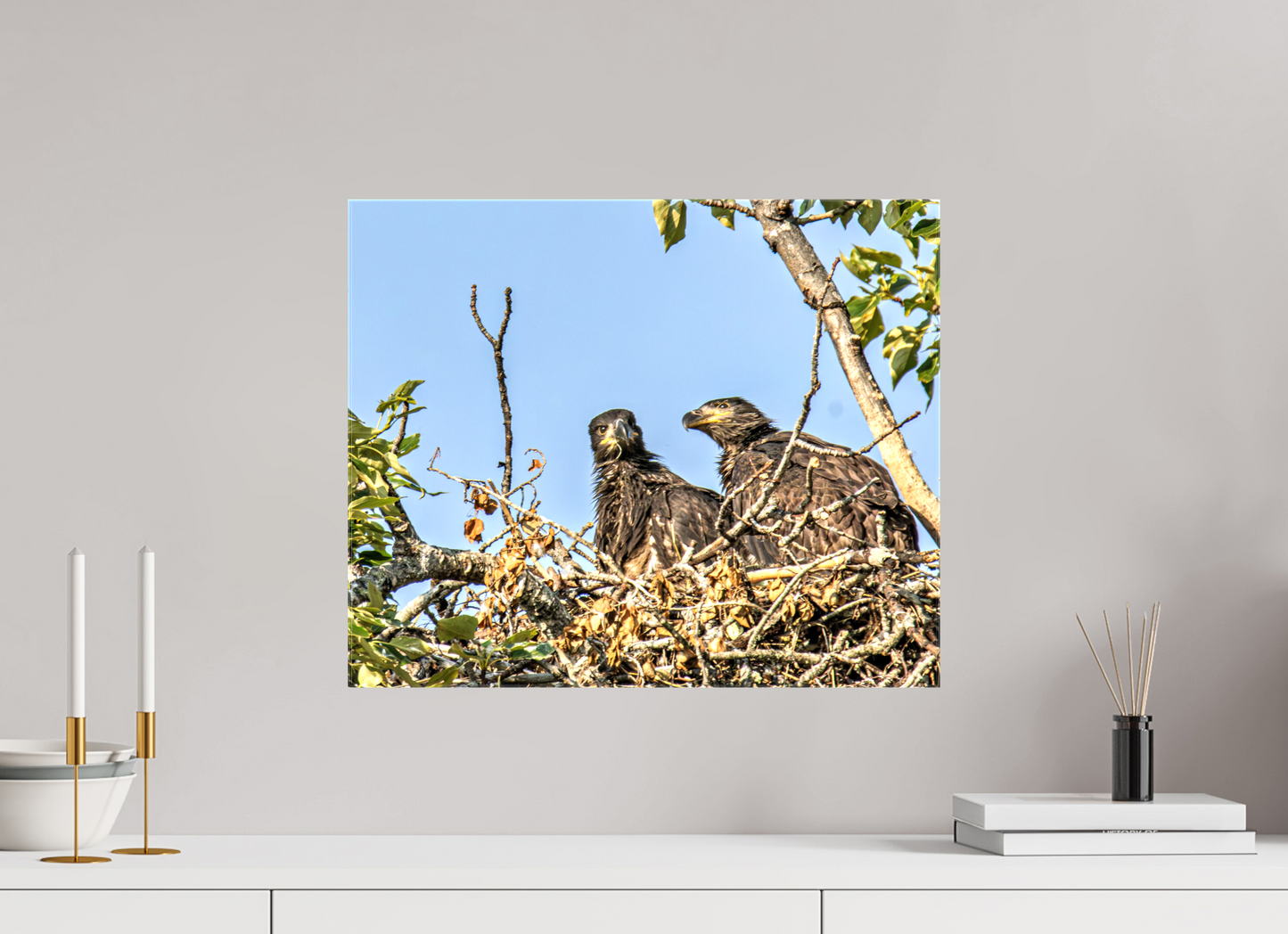 Nestmates – Young Eagles in a Woodland Home – Nature Photography Print