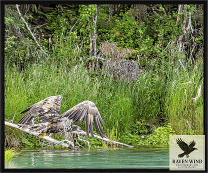 nature photography print of a juvenile bald eagle gliding low over the calm waters of Alaska's Kasilof River. With wings fully extended and feathers catching the light,