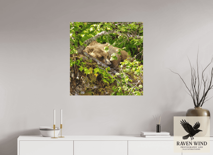 30 x 30″, Photo Print On Fuji Crystal DP II - unframed Hide and Peek Nature Photography Print