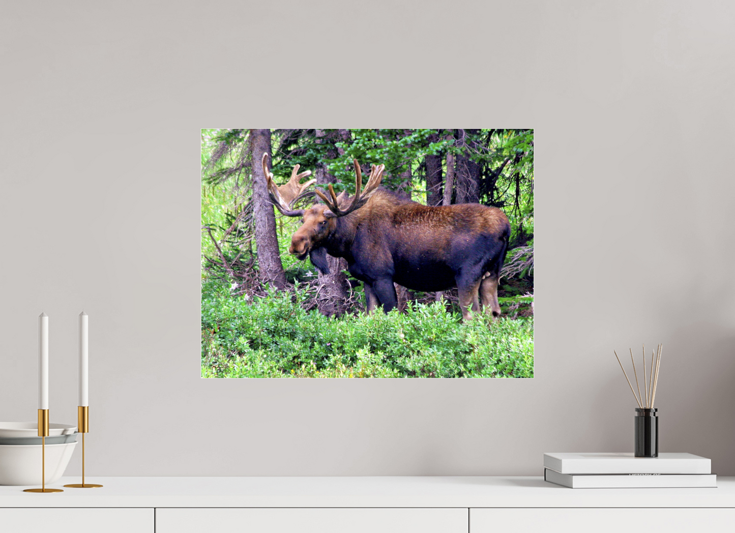Watchful Moose - Fine Art Wildlife Print