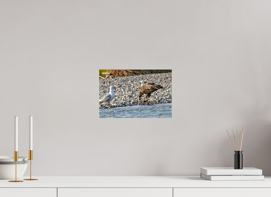 Mine? Mine? – Bald Eagle and Seagull Shoreline Standoff Nature Photography Print