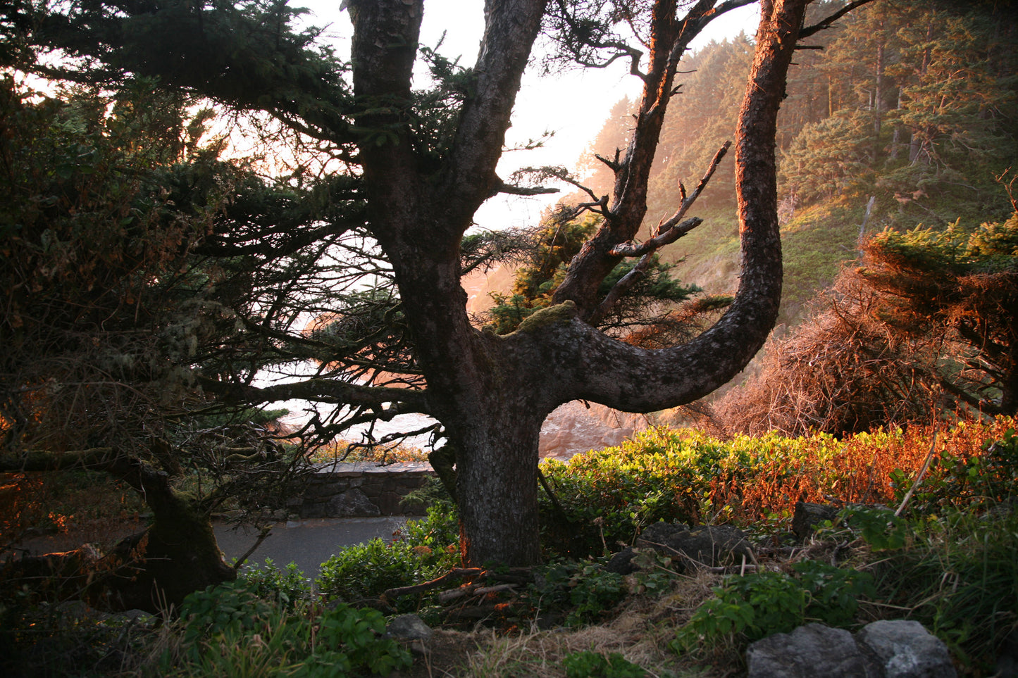 Nature photography print of a tree in a forest at sunset with a blurred background