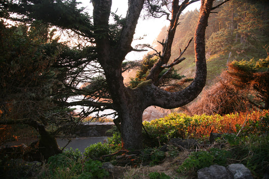 Nature photography print of a tree in a forest at sunset with a blurred background