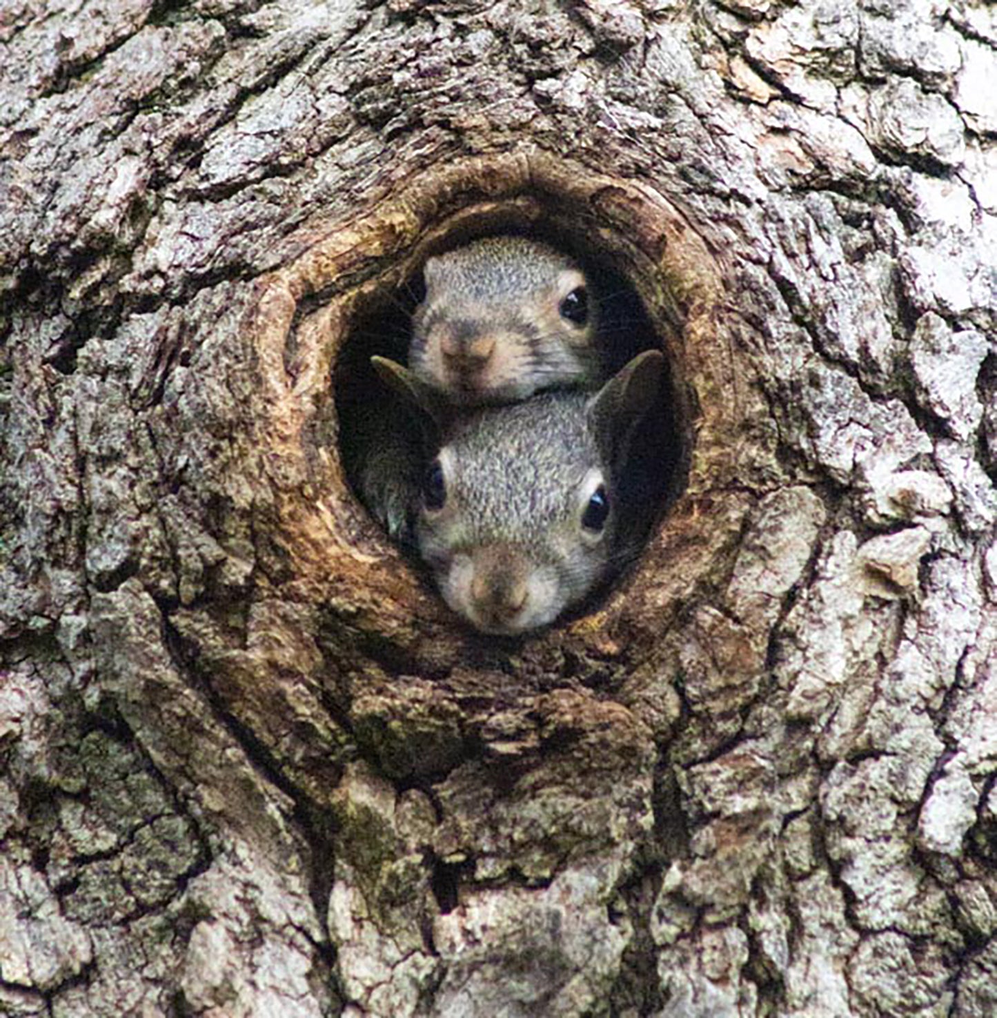 A nature photography print of two squirrels peeking out from a hole in a tree trunk.