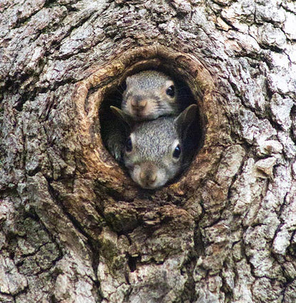 A nature photography print of two squirrels peeking out from a hole in a tree trunk.