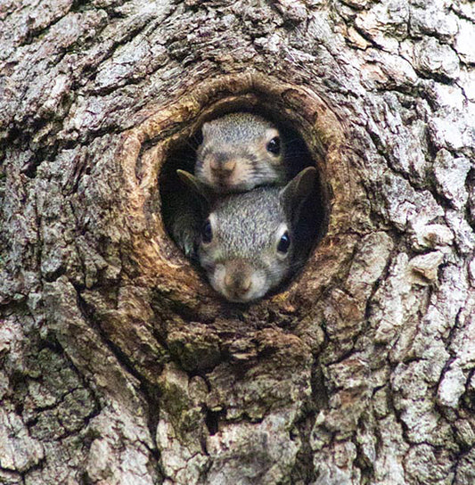 A nature photography print of two squirrels peeking out from a hole in a tree trunk.