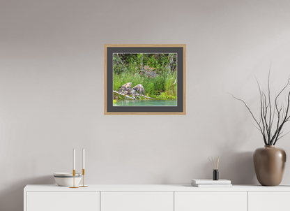 Skimming the Wild – Juvenile Bald Eagle Over the Kasilof River, Nature Photography Print