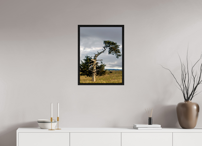 18 x 24″, Floater Framed with Black Oak The Cedar That Weathered It All Nature Photography Print