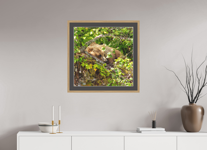 Hide and Peek Nature Photography Print