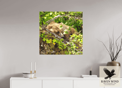 30 x 30″, Print on Canvas - ready to hang or set on a shelf Hide and Peek Nature Photography Print