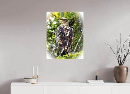 Forest Watch – Young Eagle Among the Pines Nature Photography Print