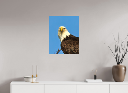 Eyes of the Wild – Bald Eagle in Alaska’s Wilderness Nature Photography Print