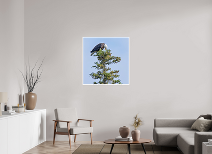 Silent Sentinel – Bald Eagle in Alaska’s Pines Nature Photography Print