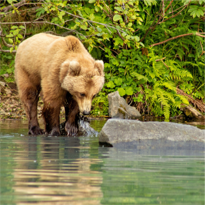 Nature photography print of a brown bear standing in water near green foliage