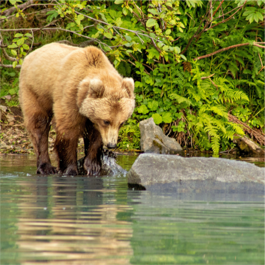 Nature photography print of a brown bear standing in water near green foliage