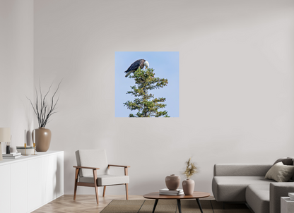 Silent Sentinel – Bald Eagle in Alaska’s Pines Nature Photography Print