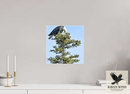 12 x 12.3″, Print on Canvas - ready to hang or set on a shelf Silent Sentinel - Bald Eagle in Alaska's Pines Nature Photography Print