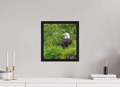 Grounded Majesty – Bald Eagle in Alaska’s Wilderness Nature Photography Print