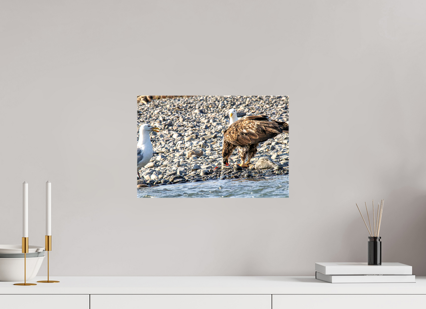 Mine? Mine? – Bald Eagle and Seagull Shoreline Standoff Nature Photography Print