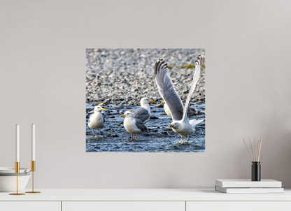 Wings in Motion – Seagulls on the Kasilof River, Alaska Nature Photography Print