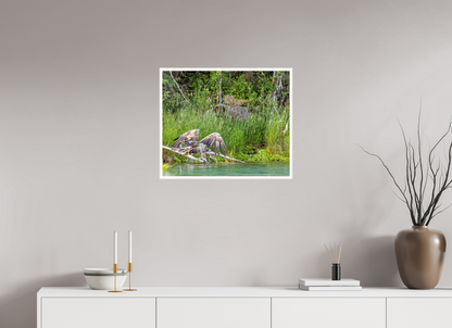 Skimming the Wild – Juvenile Bald Eagle Over the Kasilof River, Nature Photography Print
