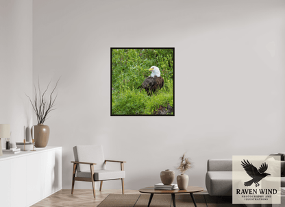 35 x 37.4″, Floater Frame - black oak frame - ready to hang Grounded Majesty - Alaskan Bald Eagle Nature Photography Print