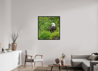 Grounded Majesty – Bald Eagle in Alaska’s Wilderness Nature Photography Print