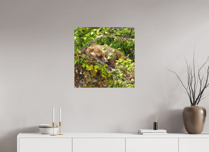 Hide and Peek Nature Photography Print