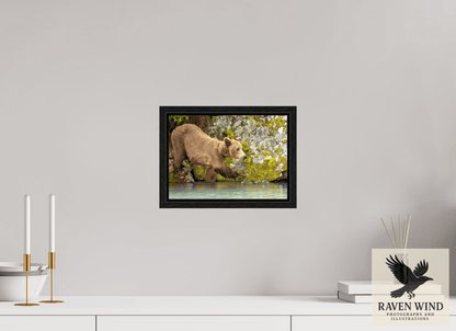 11.3 x 8″, Floater Frame - black oak frame - ready to hang Momma on a Mission Nature Photography Print