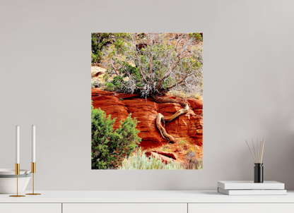 Resilient Roots – Twisted Tree in Red Rock Desert Fine Art Print