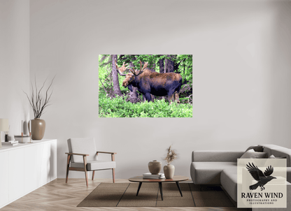 66 x 44″, Print on Canvas - ready to hang or set on a shelf Watchful Moose Nature Photography Print