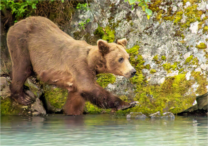 Nature Photography Print of a brown bear walking along a rock near water with a natural background