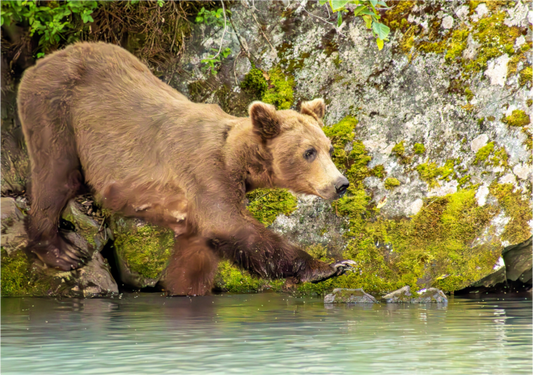 Nature Photography Print of a brown bear walking along a rock near water with a natural background
