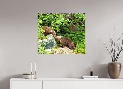 'Kissing" Bear Cubs
