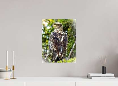 Forest Watch – Young Eagle Among the Pines Nature Photography Print