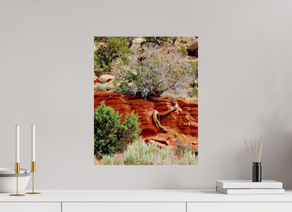 Resilient Roots – Twisted Tree in Red Rock Desert Fine Art Print