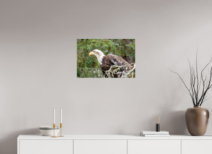 Majestic Watch – Bald Eagle on the Kenai Peninsula Nature Photography Print
